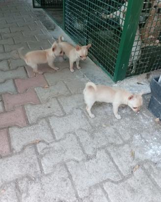 Cane chiwawa
