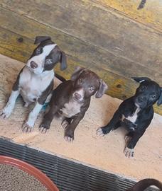Cuccioli pitbull