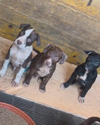 Cuccioli pitbull