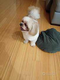 Cane da monta shih tzu