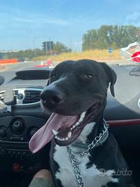 Ares in adozione