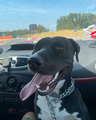 Ares in adozione