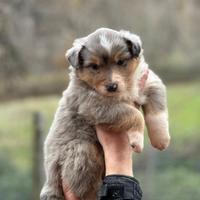 Australian Sheperd femmina blue merle pedigree