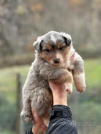 Australian Sheperd femmina blue merle pedigree