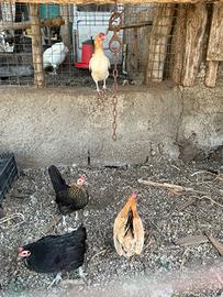 Galline da cova