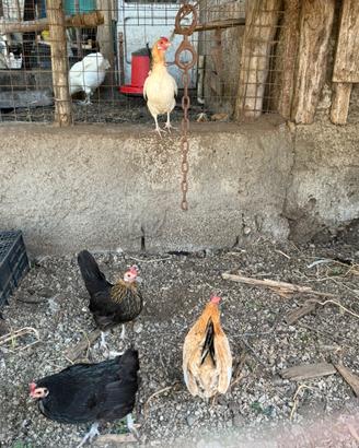 Galline da cova