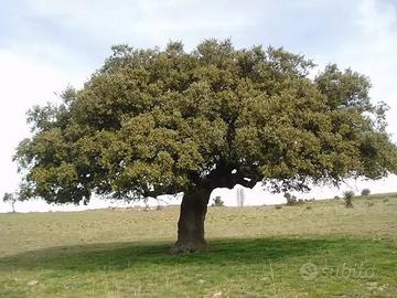 leccio giovane piantina albero