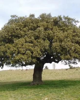 leccio giovane piantina albero