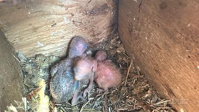 Pulli di inseparabili roseicollis