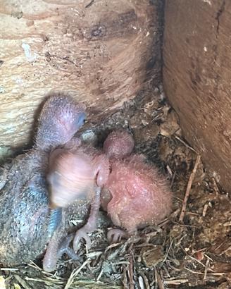 Pulli di inseparabili roseicollis