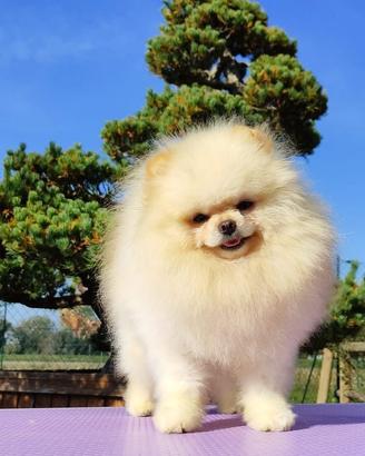 Spitz di Pomerania