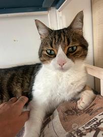 Rocco gatto biancogrigio di 8 anni