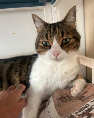 Rocco gatto biancogrigio di 8 anni