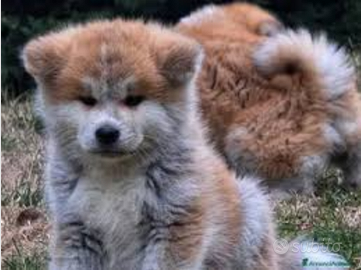 Akita Inu con pedigree ENCI