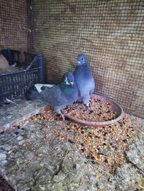 Piccioni per richiamo colombaccio
