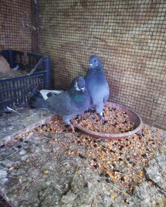 Piccioni per richiamo colombaccio