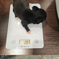 Chihuahua