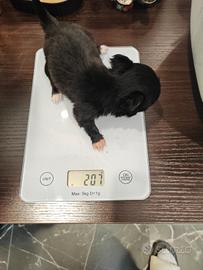 Chihuahua