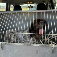 Lagotto da trifola