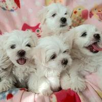 Cuccioli di maltese