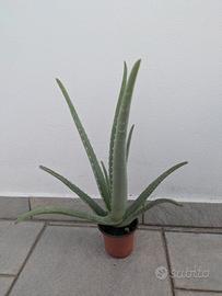 Aloe vera 