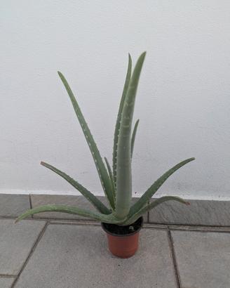 Aloe vera 