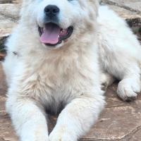 Pastore abruzzese maremmano