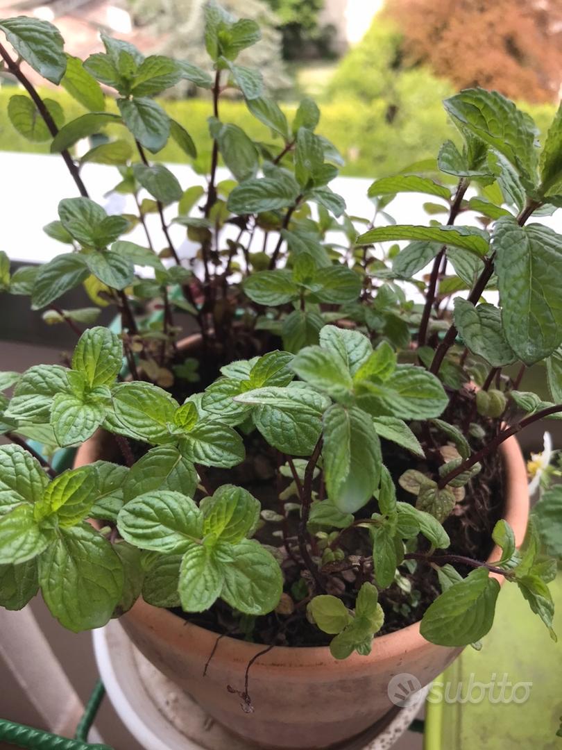 Pianta Di Menta Piperita In Vaso 14 Cm - Erba Aromatica Per Mojito E T&egrave;