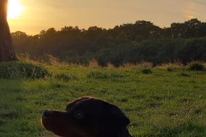 Terreni nel comune di Rionero in Vul
