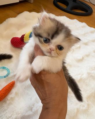 Cuccioli di gatto, Persiano testati