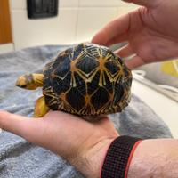 Astrochelys Radiata Tartaruga