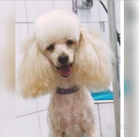 Barboncino Toy (per accoppiamento)