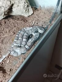 Rettile serpente del grano