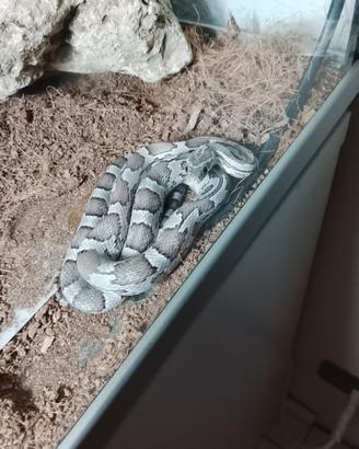 Rettile serpente del grano