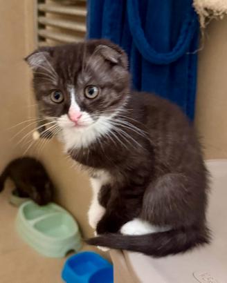 Scottish fold & straight