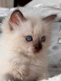 Ragdoll