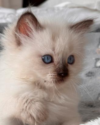 Ragdoll