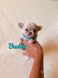 Chihuahua maschio a pelo lungo con pedigree enci