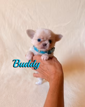 Chihuahua maschio a pelo lungo con pedigree enci
