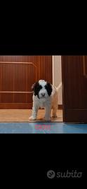 Cucciolo maschio per Tartufo Lagotto/Springer