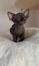 Sphynx subito disponibili