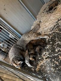 Cuccioli pastori del Caucaso
