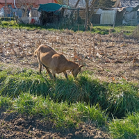 Capra camosciata delle alpi