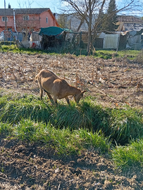 Capra camosciata delle alpi