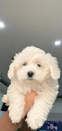 Cucciolo maltese