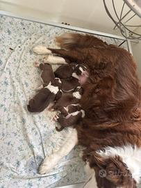 Border collie cuccioli Red