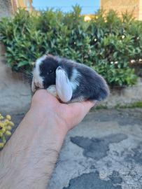 Coniglio nano ariete mini lop Pan-da