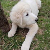 Pastore Maremmano Abruzzese 3 mesi