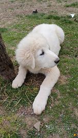 Pastore Maremmano Abruzzese 3 mesi