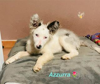 Femmina bianca 3 mesi